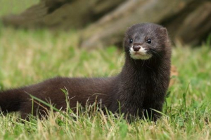 Rdeča knjiga regije voronezh Rdeča knjiga regije voronezh